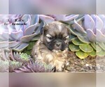 Small #4 Shih Tzu
