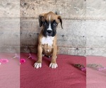 Small #13 Boxer