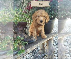 Goldendoodle Puppy for sale in HUDSON, MI, USA