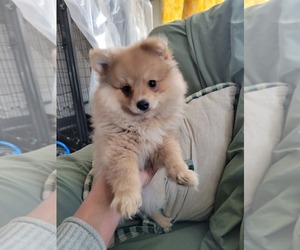 Pomeranian Puppy for Sale in WILLIAMSBURG, Colorado USA