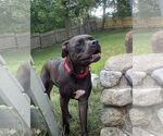 Small #6 Bullboxer Pit