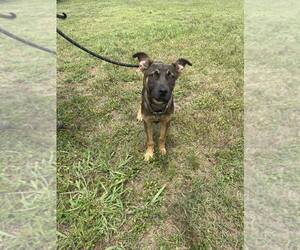 Mutt Dogs for adoption in Abbeville, LA, USA