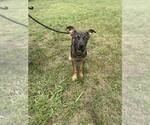 Small Mutt