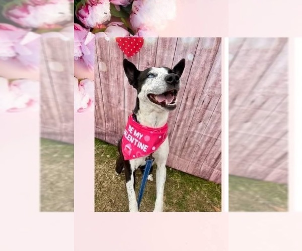 Medium Photo #9 Mutt Puppy For Sale in garner, NC, USA