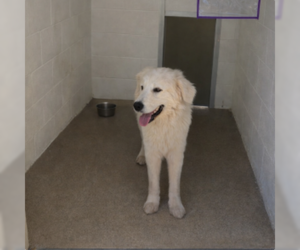 Great Pyrenees-Unknown Mix Dogs for adoption in Silver Spring, MD, USA