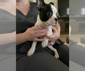 Boston Terrier Puppy for sale in BROOKVILLE HEIGHTS, IN, USA