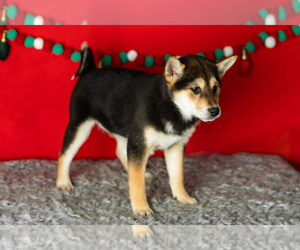 Medium Photo #4 Shiba Inu Puppy For Sale in MILLERSBURG, IN, USA