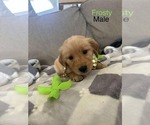 Puppy Frosty Golden Retriever