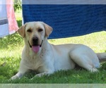 Small Photo #1 Labrador Retriever Puppy For Sale in BUNCOMBE, IL, USA