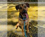 Small #3 Beagle Mix