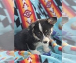 Small #2 Pembroke Welsh Corgi