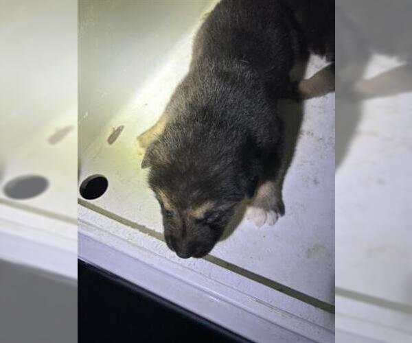 Medium Photo #1 German Shepherd Dog-Unknown Mix Puppy For Sale in Houston, TX, USA