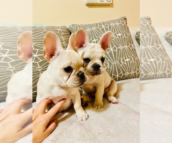 Medium Photo #1 French Bulldog Puppy For Sale in CLEARWATER, FL, USA