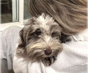 Mutt Dogs for adoption in Wheaton, IL, USA