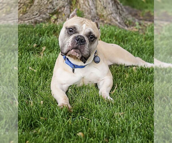 Medium Photo #1 American Bulldog-Staffordshire Bull Terrier Mix Puppy For Sale in Princeton, MN, USA