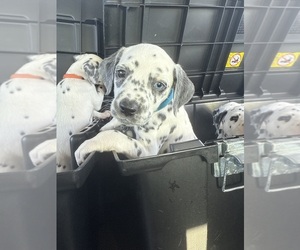 Dalmatian Puppy for Sale in FORT WORTH, Texas USA