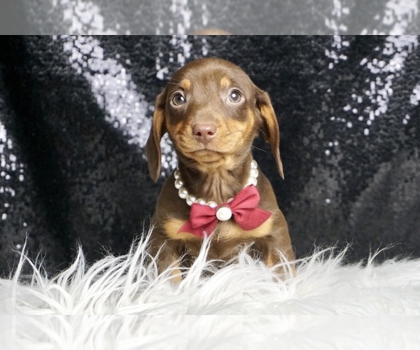 Medium Photo #3 Dachshund Puppy For Sale in WARSAW, IN, USA