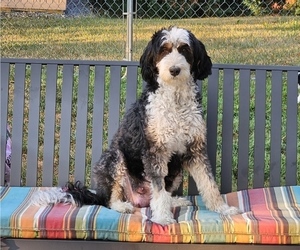 Mother of the Bernedoodle mix (+ Poodle Standard) puppies born on 06/10/2026