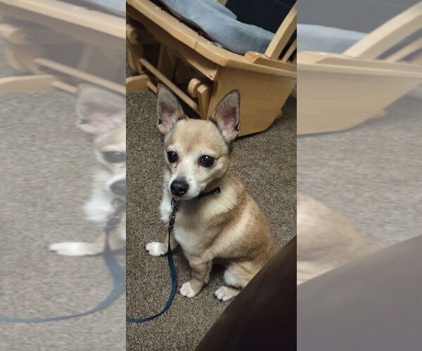 Medium Photo #2 Chihuahua-Unknown Mix Puppy For Sale in Salt Lake City, UT, USA