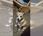 Small #1 Chihuahua Mix