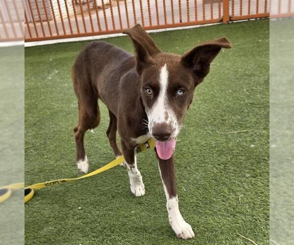 Medium Photo #1 Dalmatian-Siberian Husky Mix Puppy For Sale in Las Vegas, NV, USA