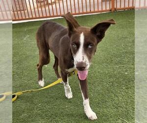 Dalmatian-Siberian Husky Mix Dogs for adoption in Las Vegas, NV, USA