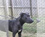 Small #5 Australian Kelpie