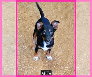 Mutt Dogs for adoption in Granbury, TX, USA