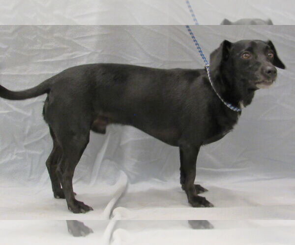 Medium Photo #4 Chiweenie Puppy For Sale in Conroe, TX, USA