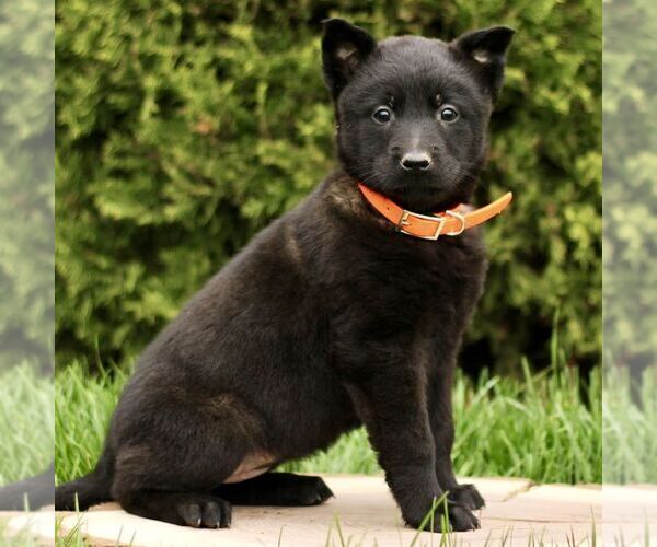 Medium Photo #1 Belgian Malinois Puppy For Sale in RONKS, PA, USA