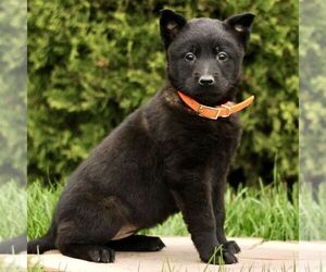 Belgian Malinois Puppy for sale in RONKS, PA, USA