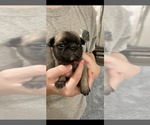 Small Photo #1 Pug Puppy For Sale in SUMTER, SC, USA