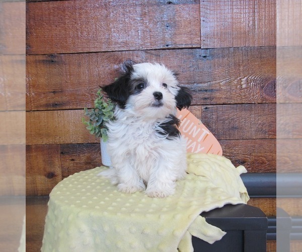 Medium Photo #1 ShihPoo Puppy For Sale in LE MARS, IA, USA