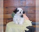 Small Photo #1 ShihPoo Puppy For Sale in LE MARS, IA, USA