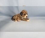 Small Photo #58 Bernedoodle (Miniature) Puppy For Sale in BLACK FOREST, CO, USA