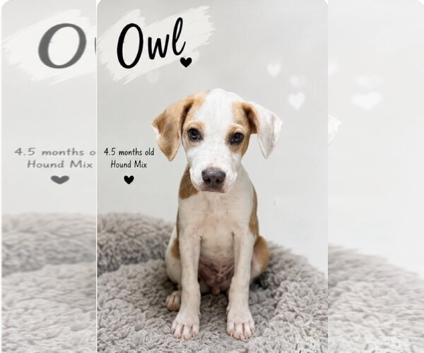 Medium Photo #1 Labrador Retriever-Unknown Mix Puppy For Sale in Oakhurst, NJ, USA
