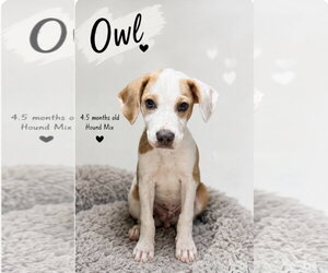 Labrador Retriever-Unknown Mix Dogs for adoption in Oakhurst, NJ, USA