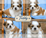 Small #3 Shih Tzu