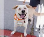 Small #8 Labrador Retriever Mix
