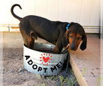 Small #4 Bluetick Coonhound-Redbone Coonhound Mix