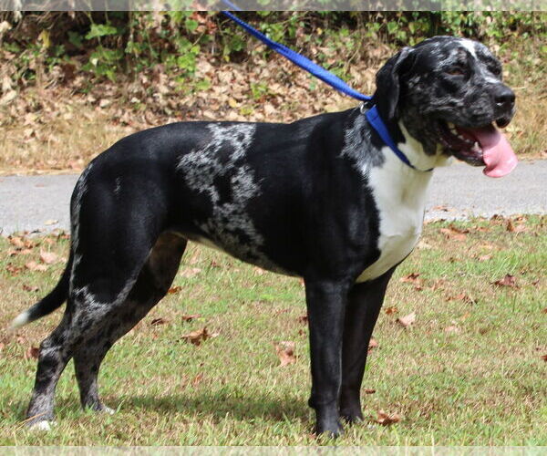 Medium Photo #4 Catahoula Leopard Dog-Unknown Mix Puppy For Sale in Prattville, AL, USA