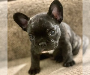 French Bulldog Puppy for sale in HOUSTON, TX, USA