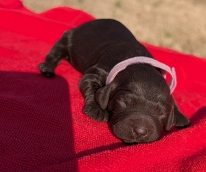 Medium Boykin Spaniel-Goldendoodle Mix