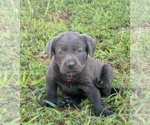 Labrador Retriever Puppy for sale in MOORE, SC, USA