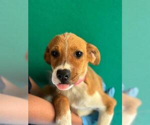 Mutt Dogs for adoption in Visalia, CA, USA