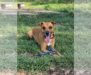 Mutt Dogs for adoption in Rustburg, VA, USA