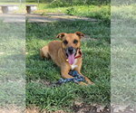 Small German Shepherd Dog-Redbone Coonhound Mix