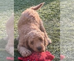 Small Photo #10 Goldendoodle Puppy For Sale in EL MIRAGE, AZ, USA