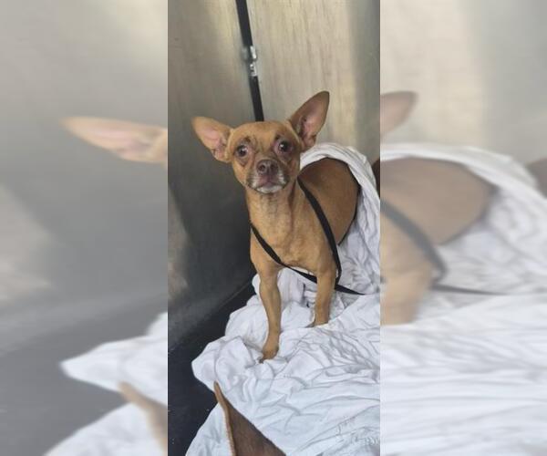 Medium Photo #1 Chihuahua-Unknown Mix Puppy For Sale in San Antonio, TX, USA