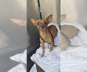 Chihuahua-Unknown Mix Dogs for adoption in San Antonio, TX, USA